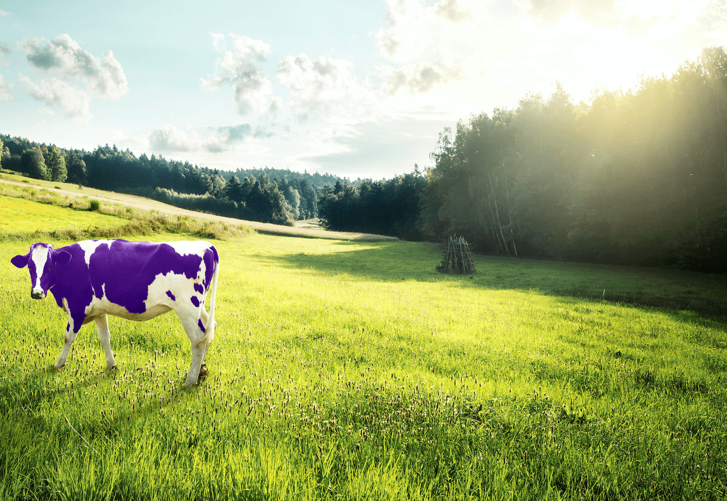 A purple cow in a field.
