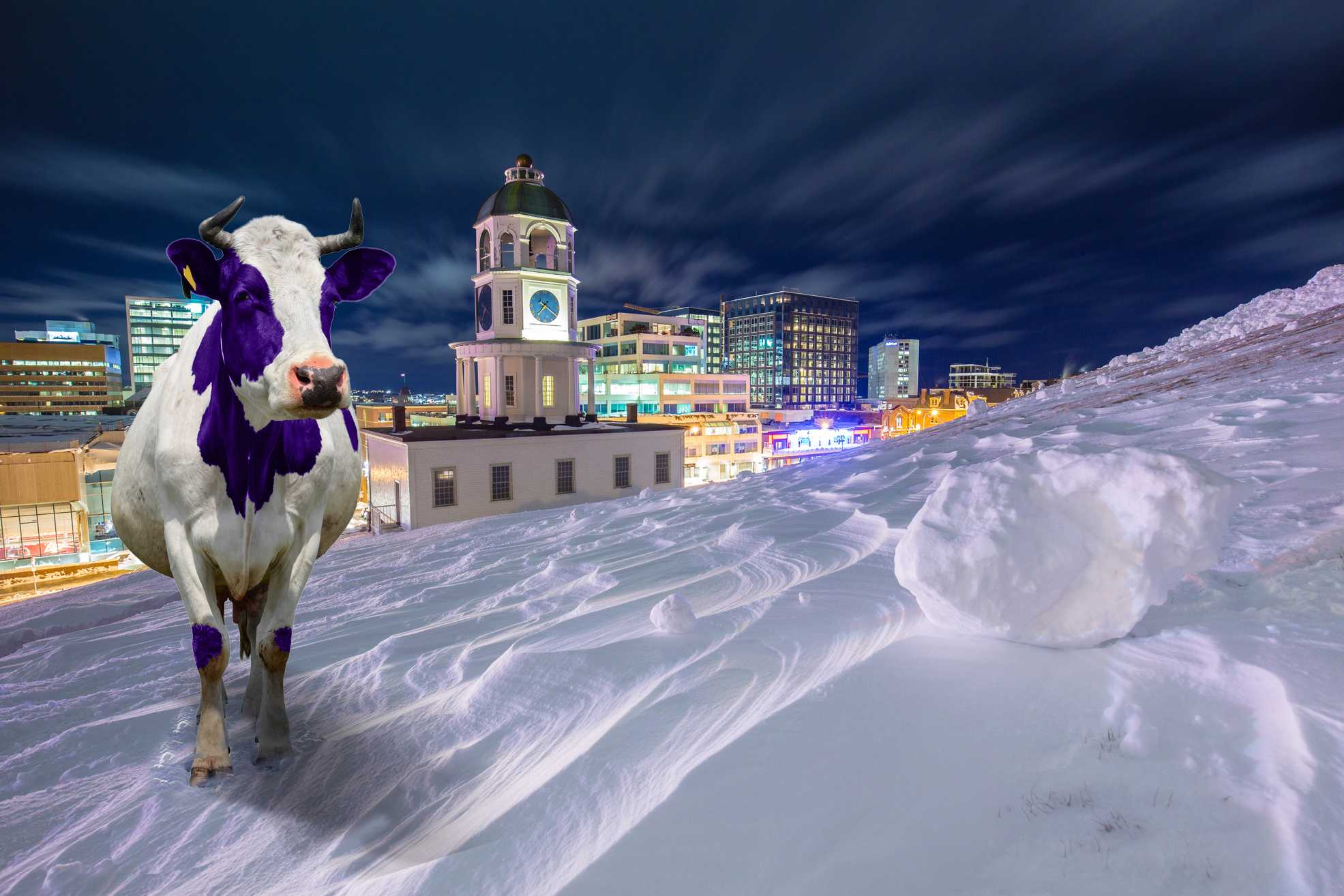 purple-cow-internet