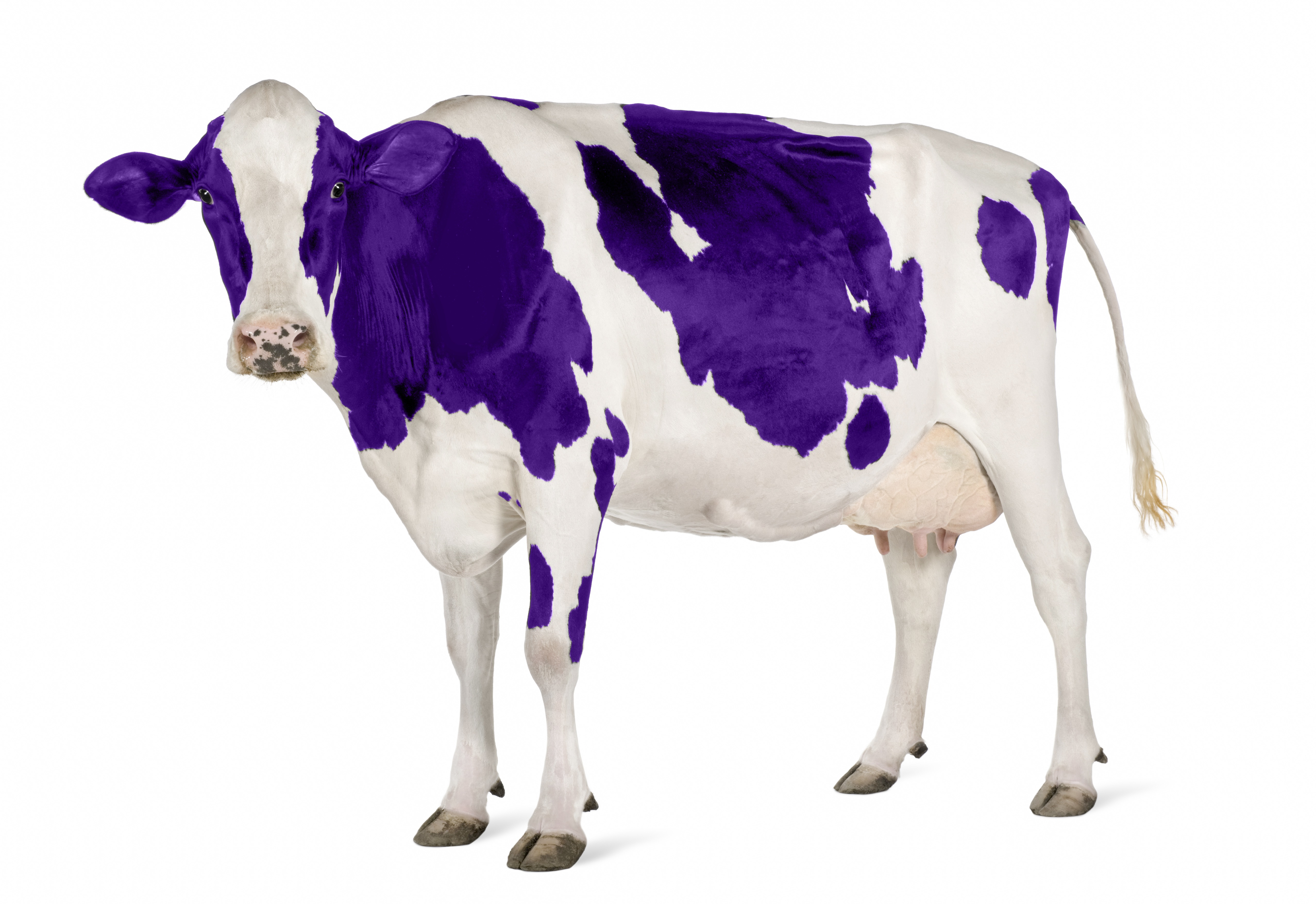 section cow